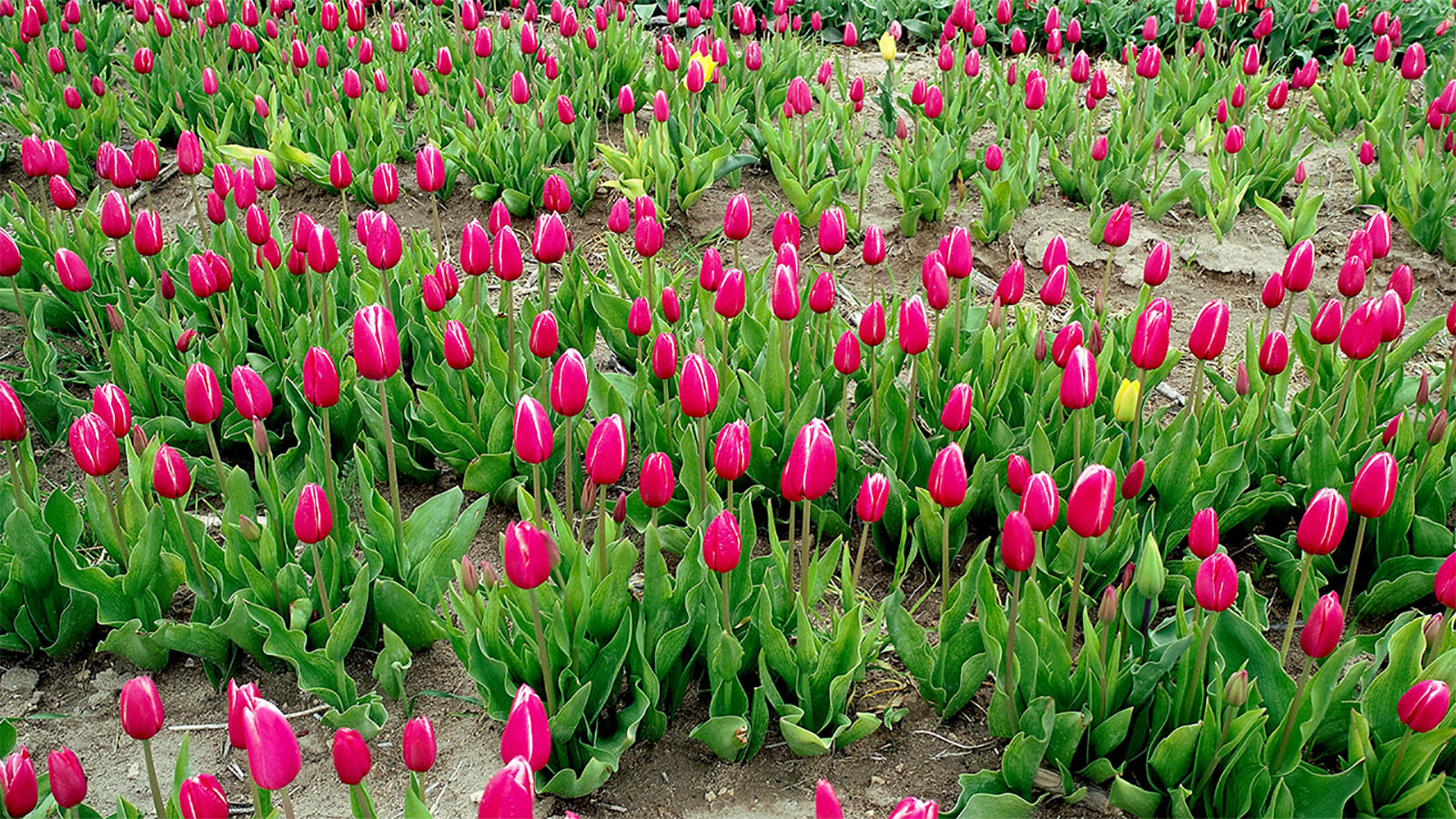 The Symbolism And Colour Meaning Of Tulips Allwaysflower