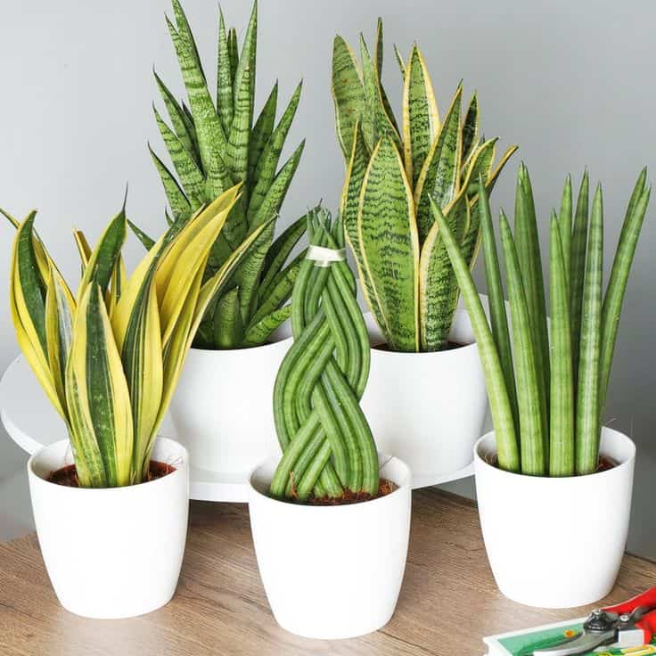 10 Benefits Of Snake Plant Allwaysflower