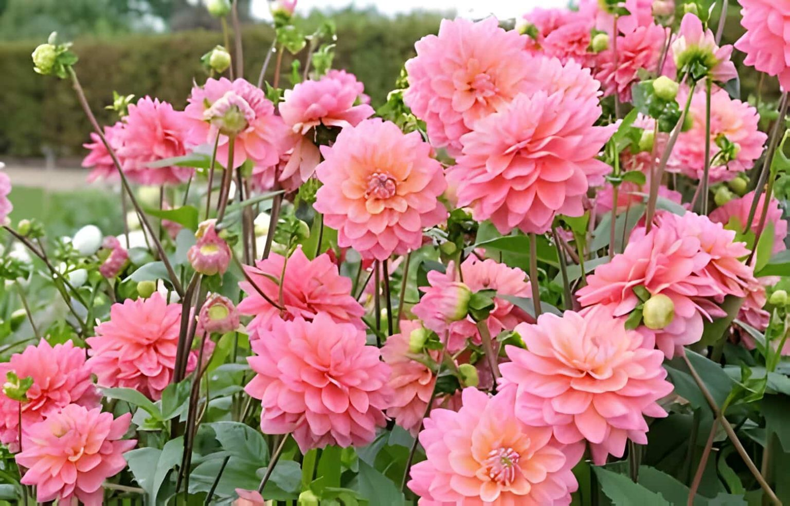 Dahlia Flower Meaning And Symbolism Allwaysflower