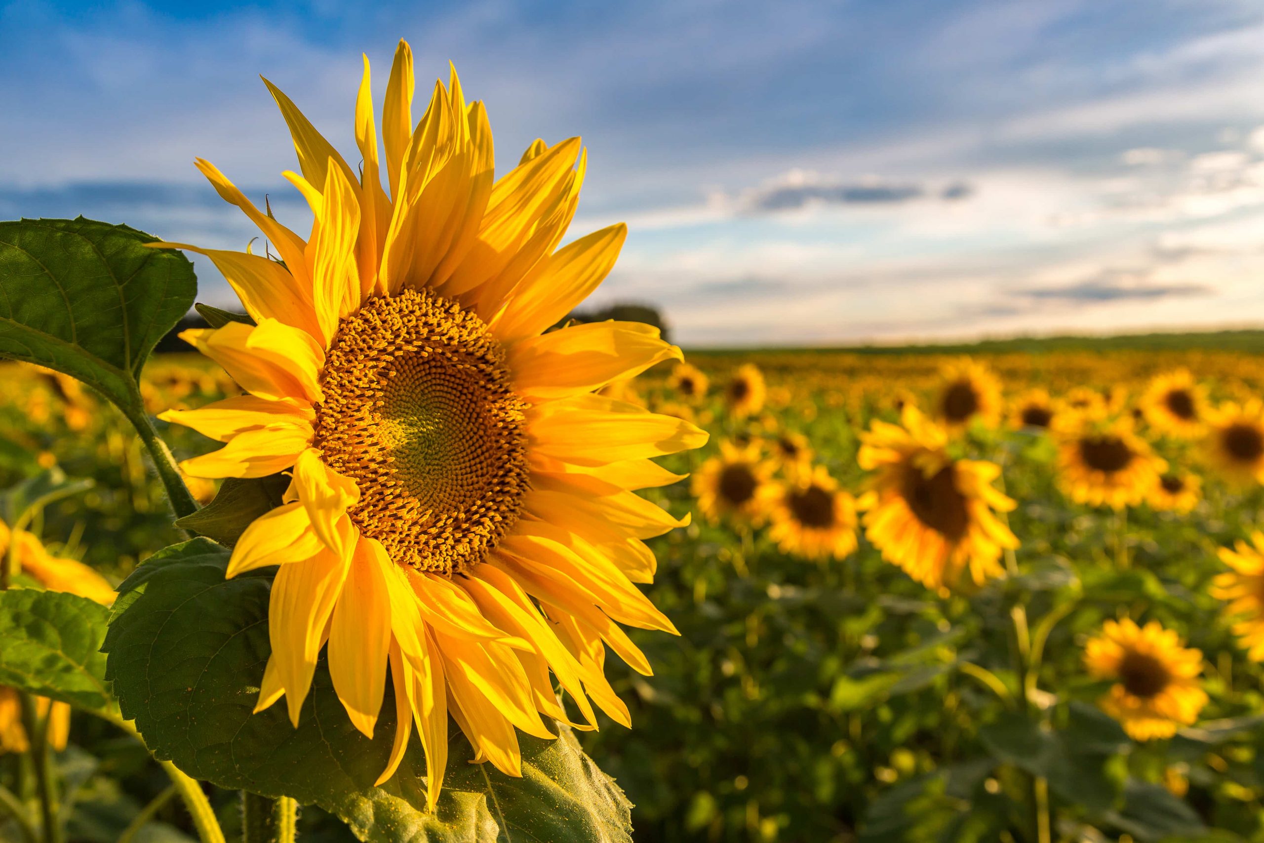 Sunflower Meaning And Symbolism Allwaysflower