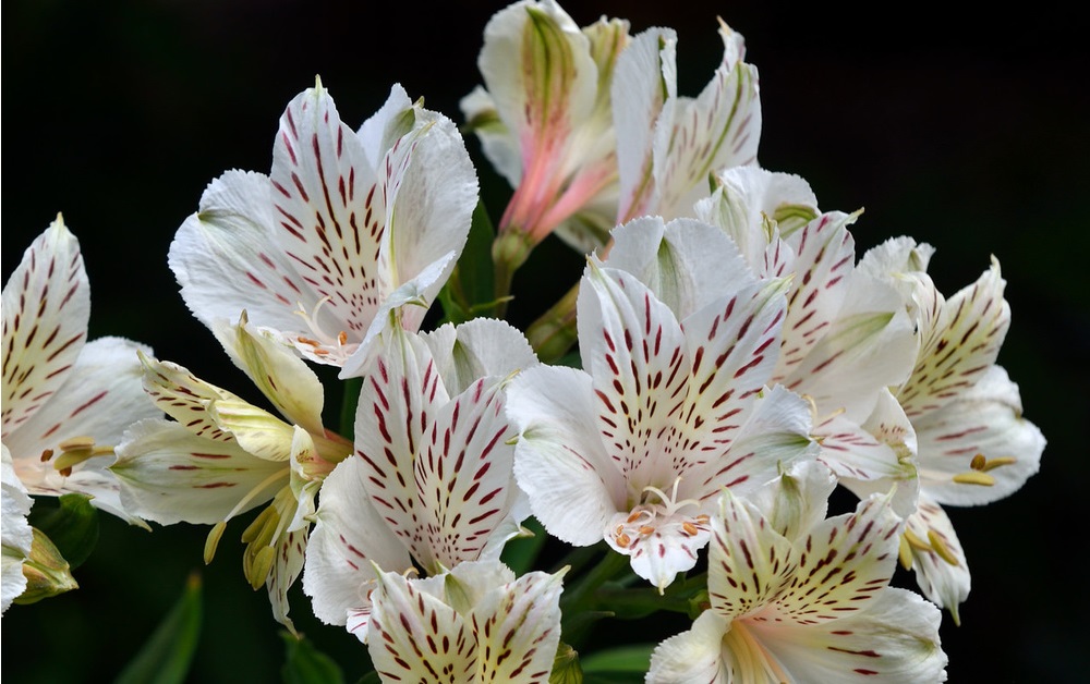 Alstroemeria FlowerMeaning