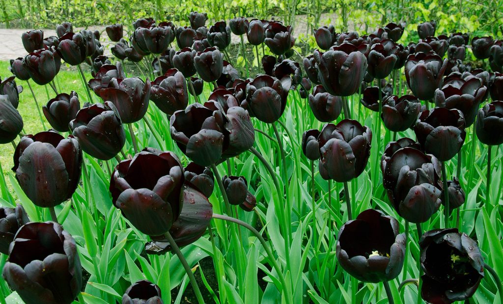 What do tulips symbolize