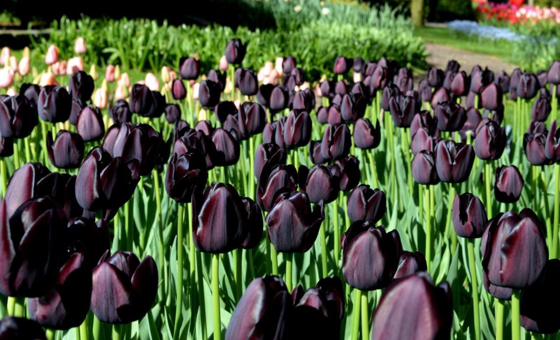 Black Tulip Meaning