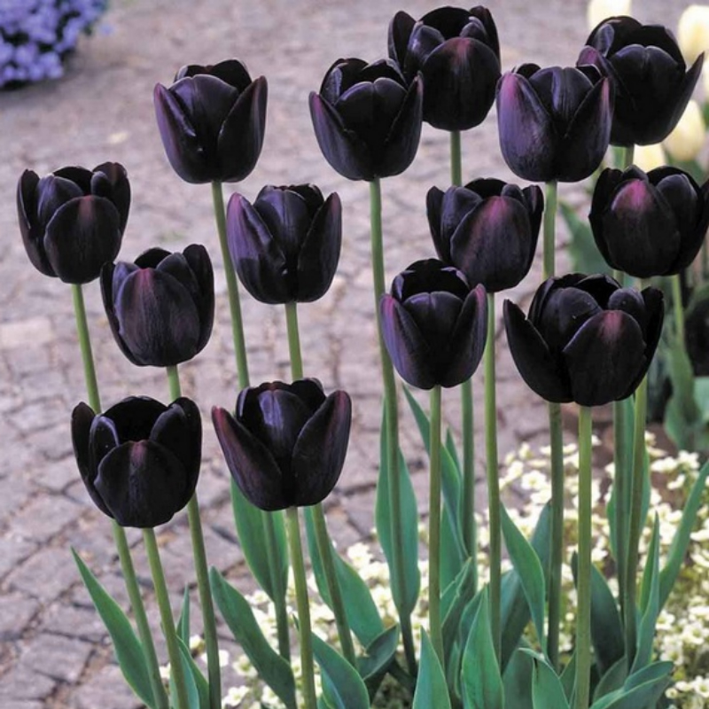 Black Tulips Through History