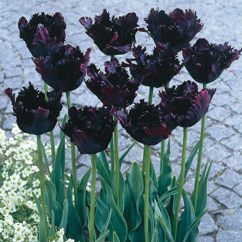 Black Tulips Symbolism
