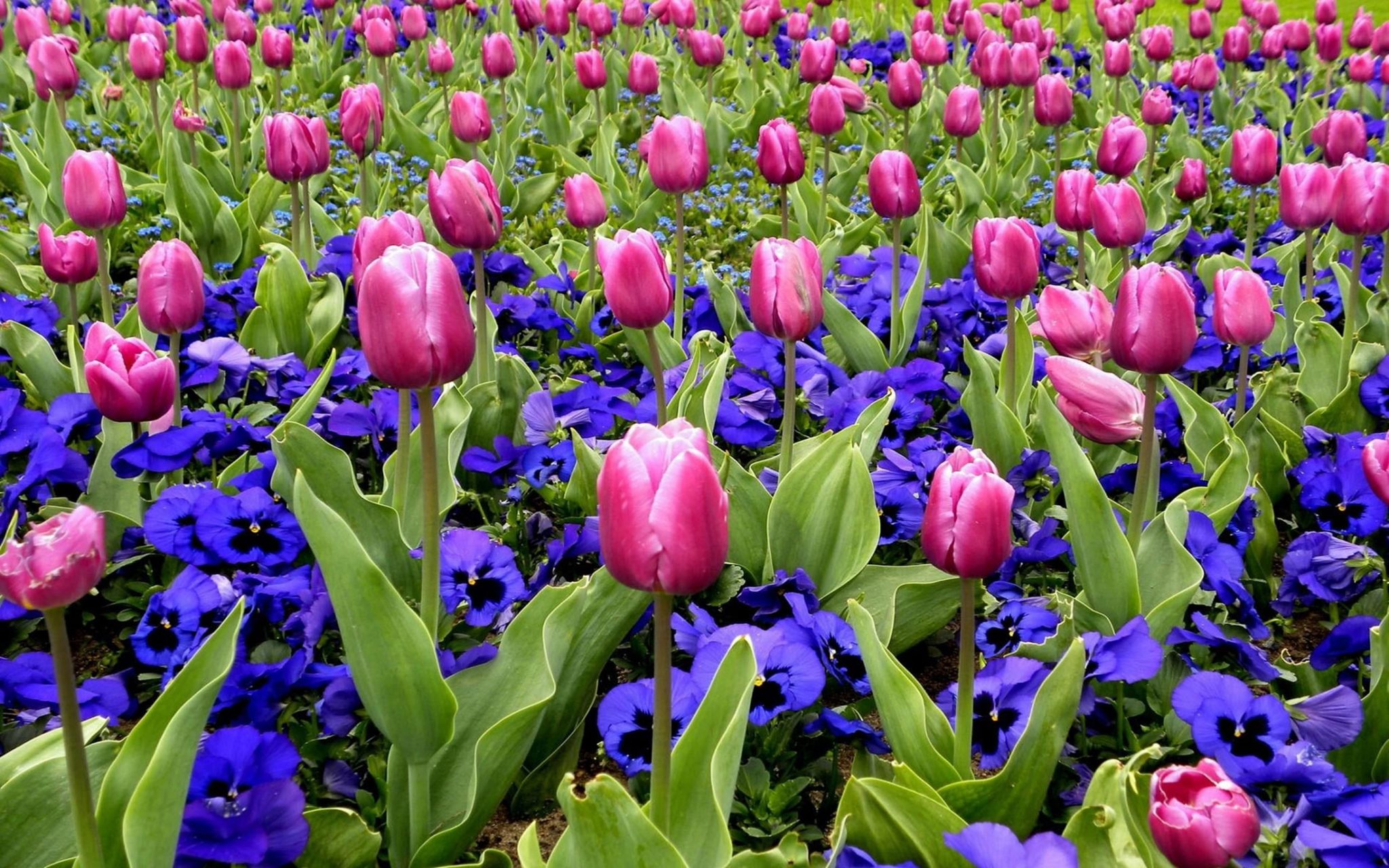 Blue Tulips Meaning and Symbolism allwaysflower