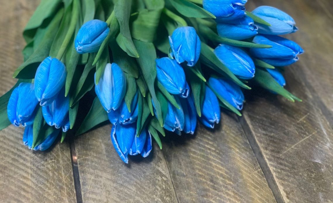 Blue-Tulips-Meaning
