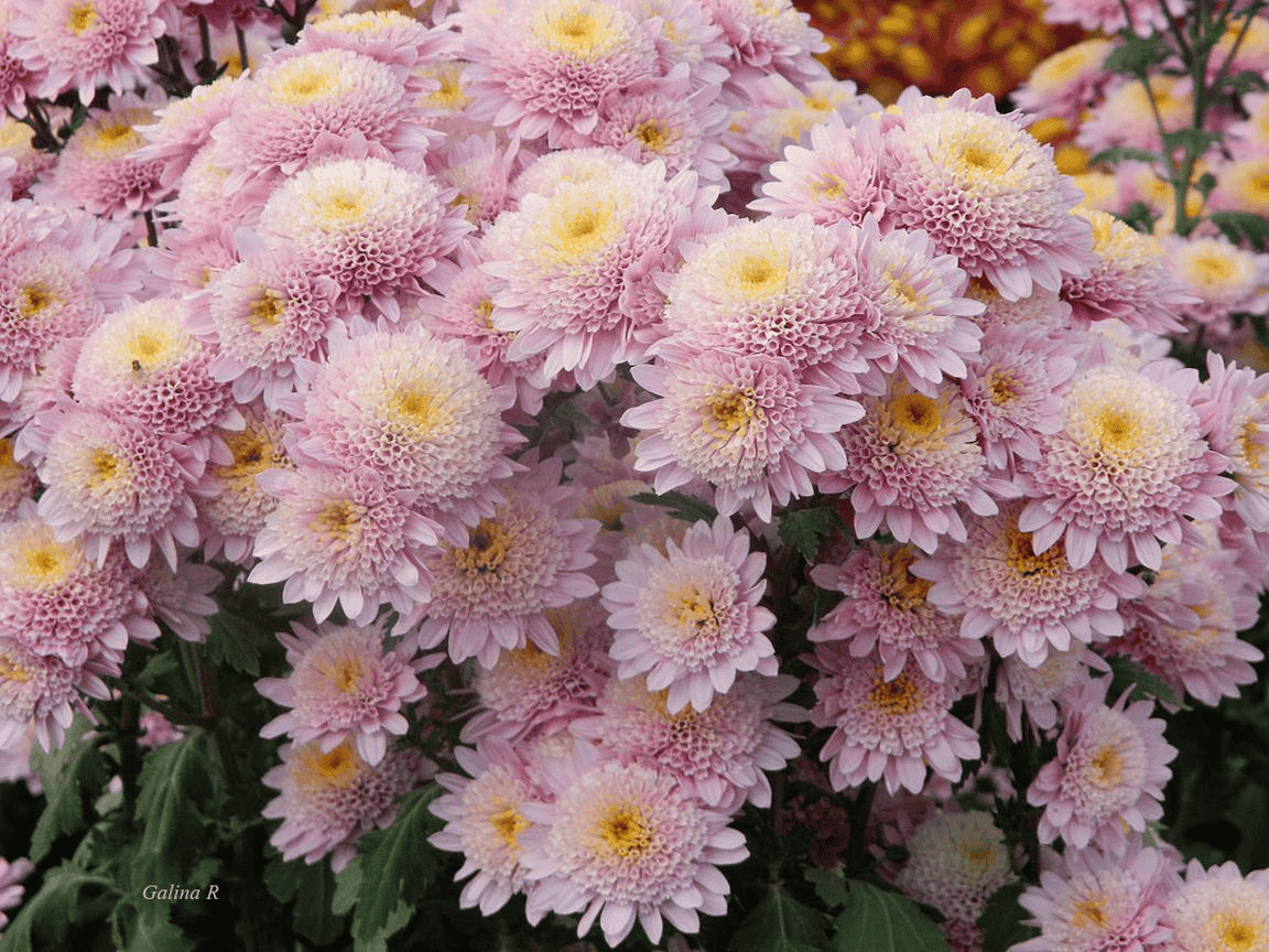 10 Unique Flowers That Mean Death allwaysflower