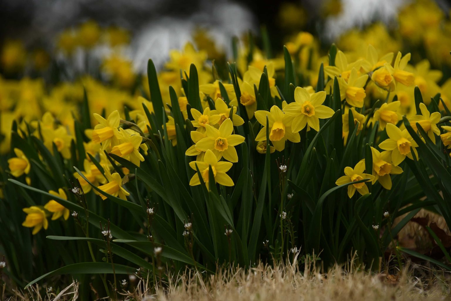 15 Gorgeous Flowers That Symbolise Happiness and Joy | allwaysflower