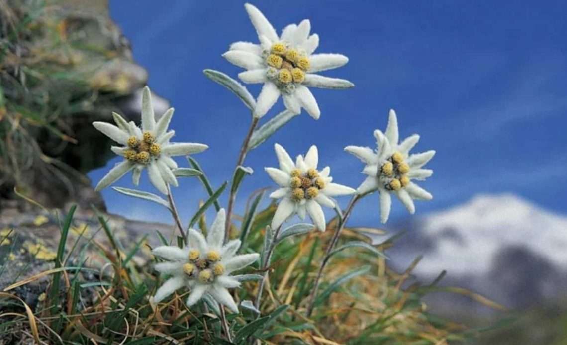 Edelweiss flower meaning