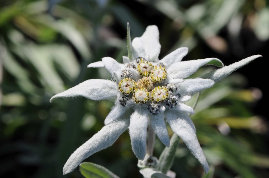 Edelweiss flowers meaning
