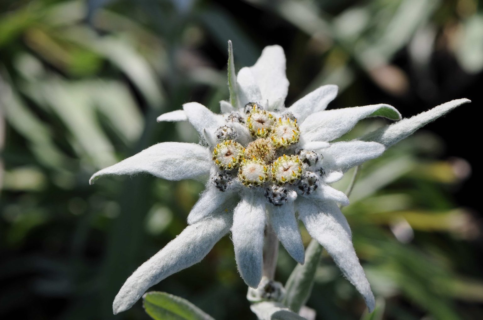 Edelweiss Flowers Meaning