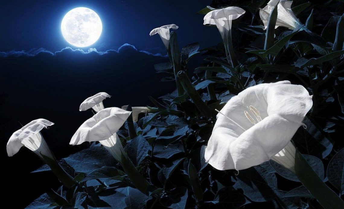 Midnight Garden Perfume Night Flowering Tuberose, Honeysuckle