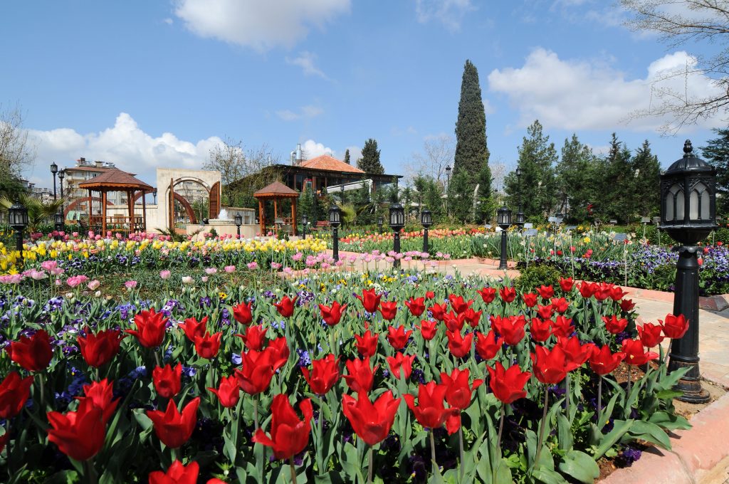red tulip garden