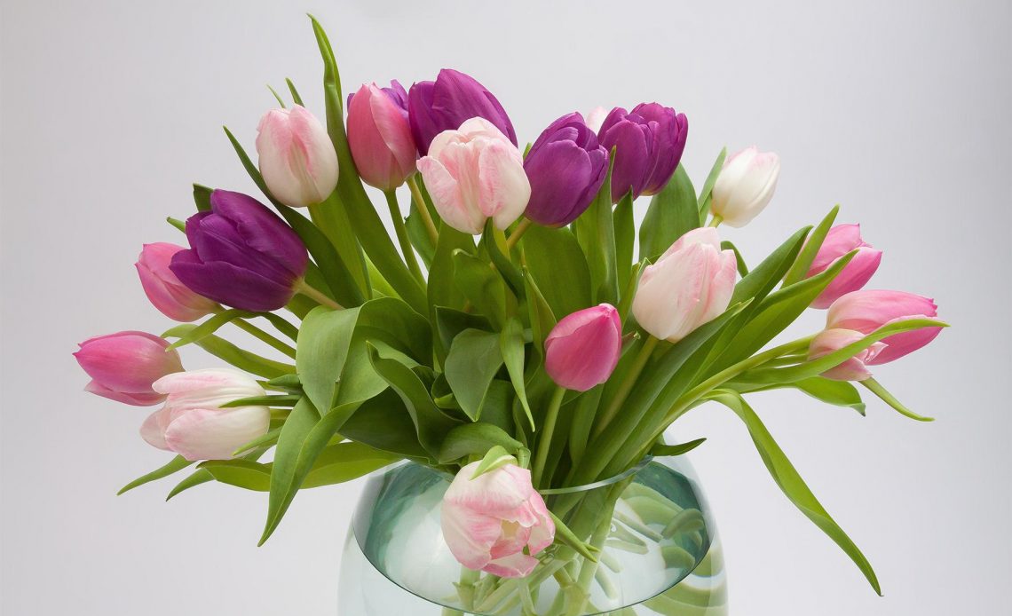 How to Care for Cut Tulips