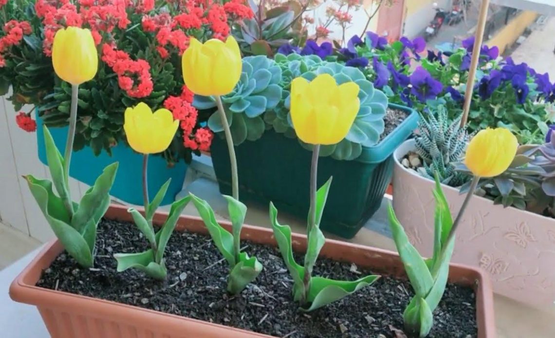How to Care for Tulip Bulbs After They Bloom