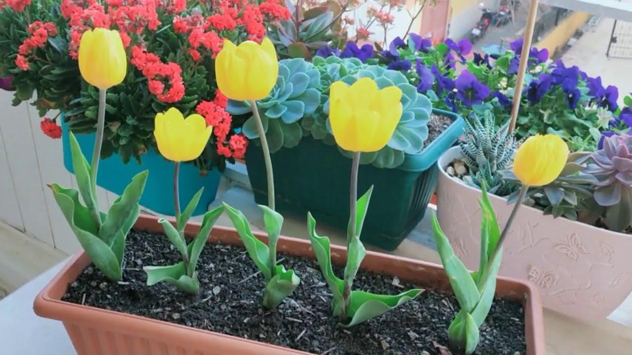 How to Care for Tulip Bulbs After They Bloom? allwaysflower
