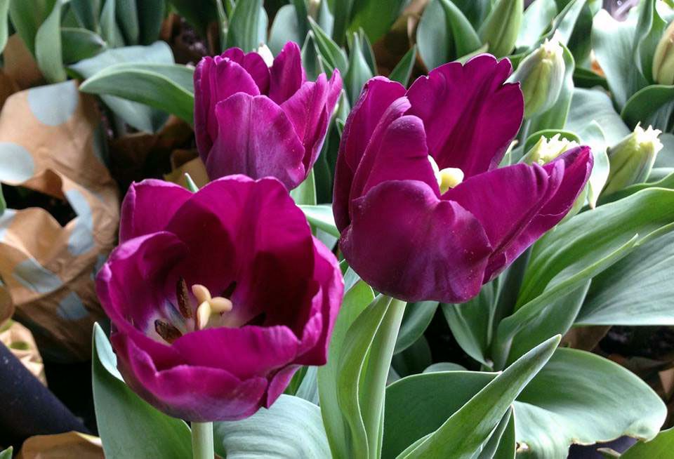 How to care for tulip bulbs after they bloom