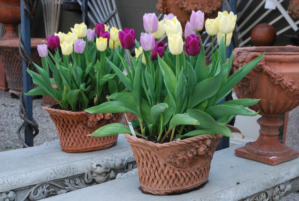 How to Plant Tulip Bulbs in Pots