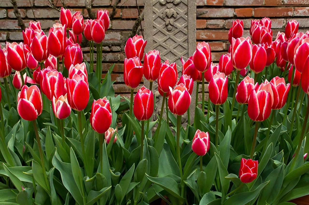 How to Plant, Grow and Care for Tulips?