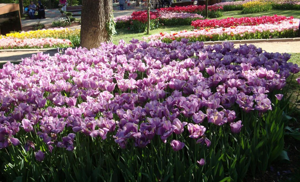 Pink Tulips Meaning