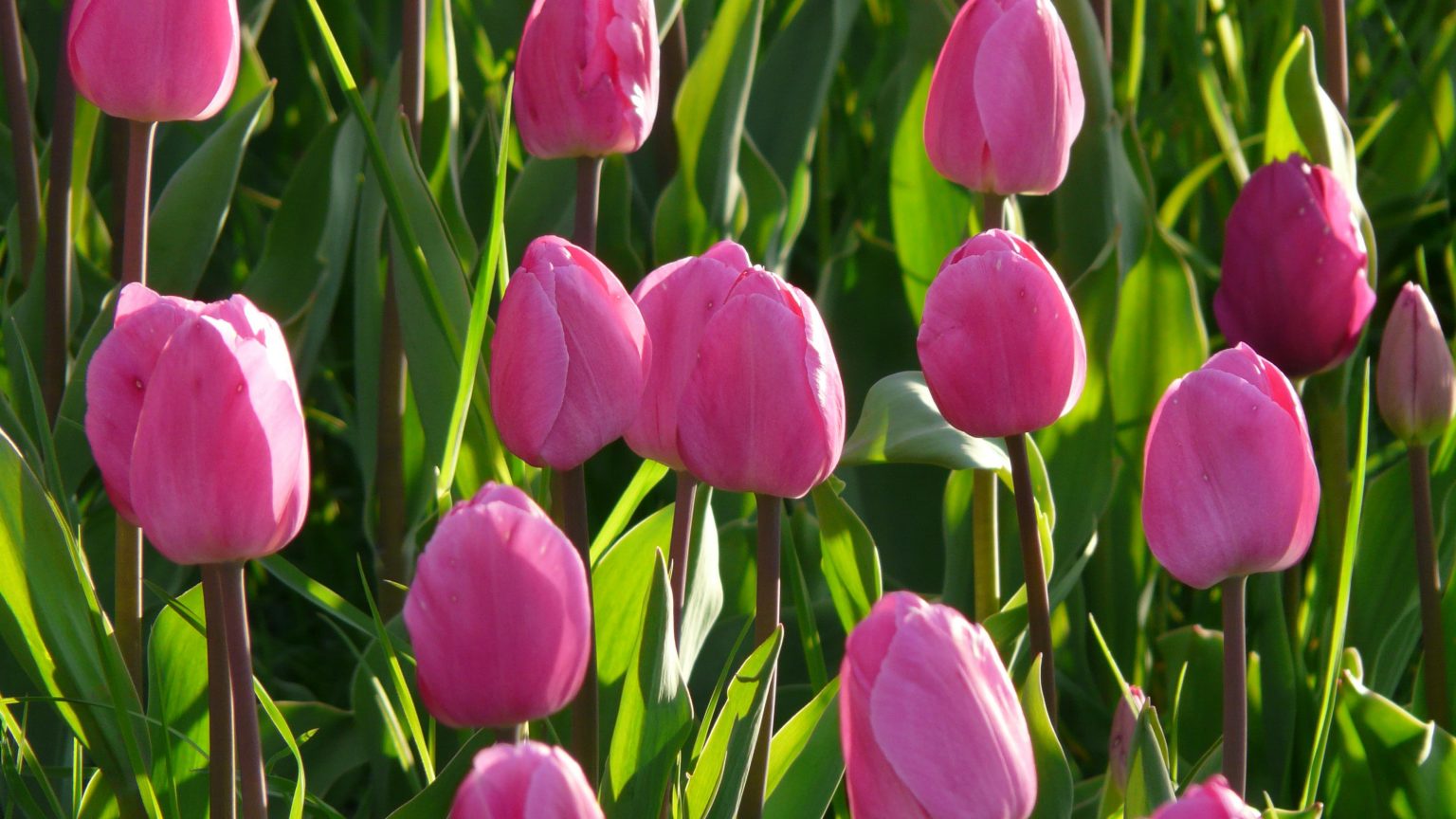 Pink Tulips Meaning Symbolism Spiritual Significance Allwaysflower rose-color-meanings-flower-meanings-color-meanings