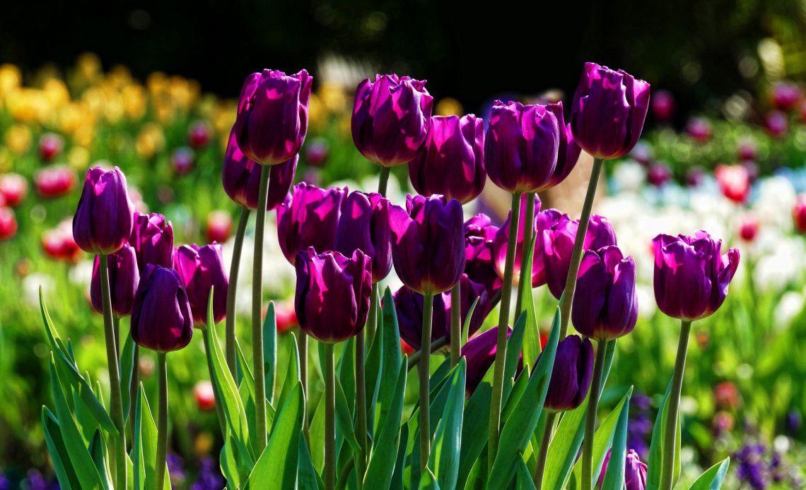 Purple Tulips Meaning