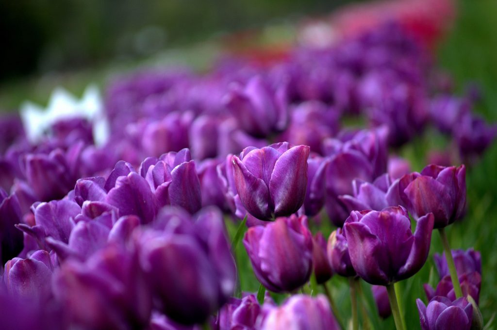 What purple flowers mean love