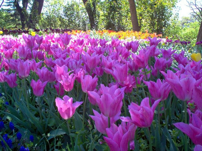 Purple Tulips Symbolism
