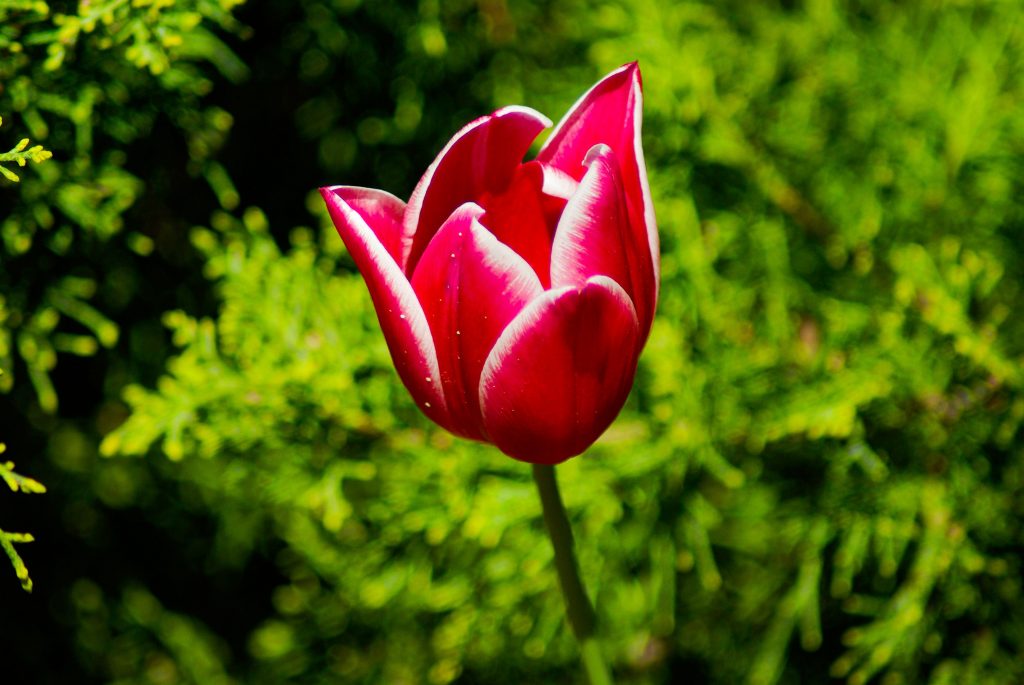 Red Tulip Meaning