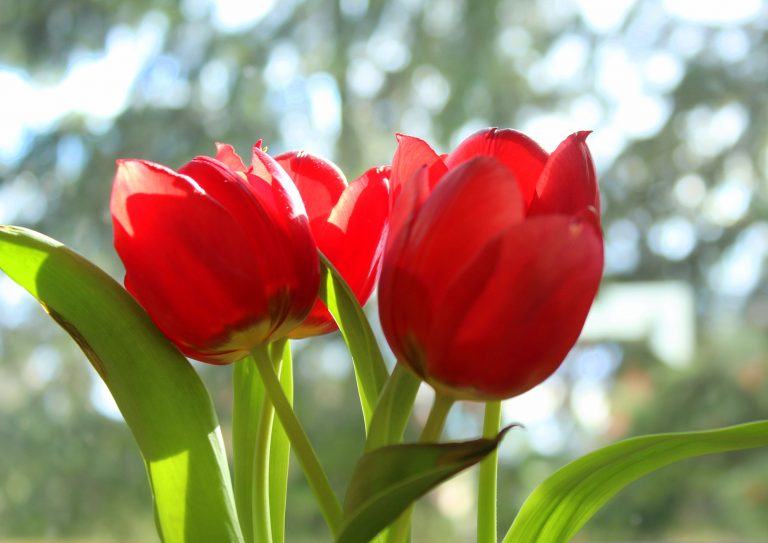 symbolic-meaning-of-red-tulips-and-proper-occasions-allwaysflower