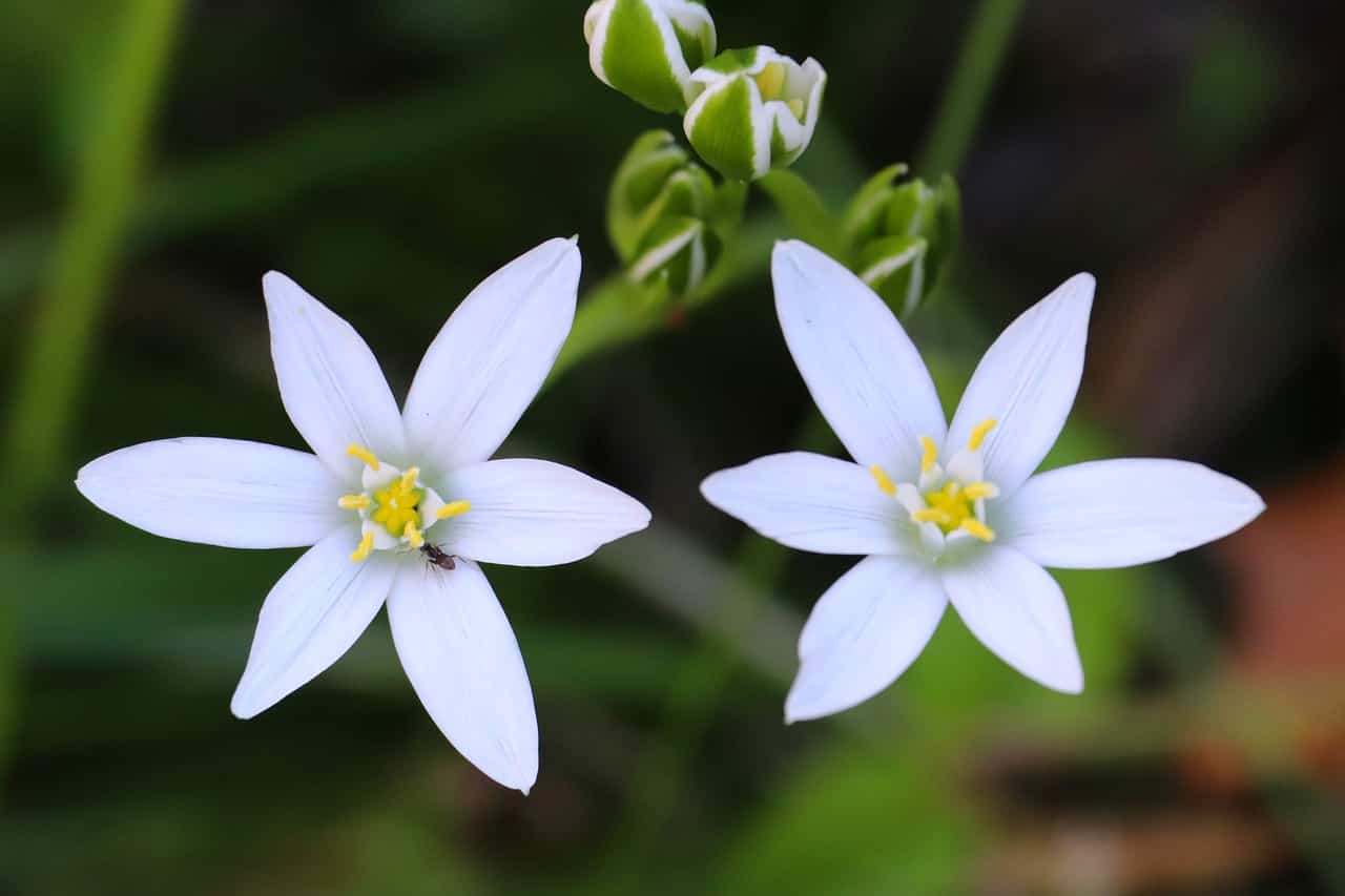 14 Beautiful Flowers that Symbolize Regret allwaysflower