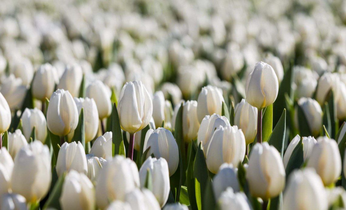 White Tulips Meaning