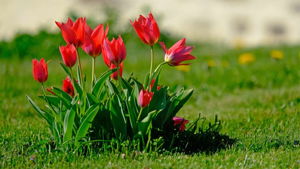 tulip flower meaning