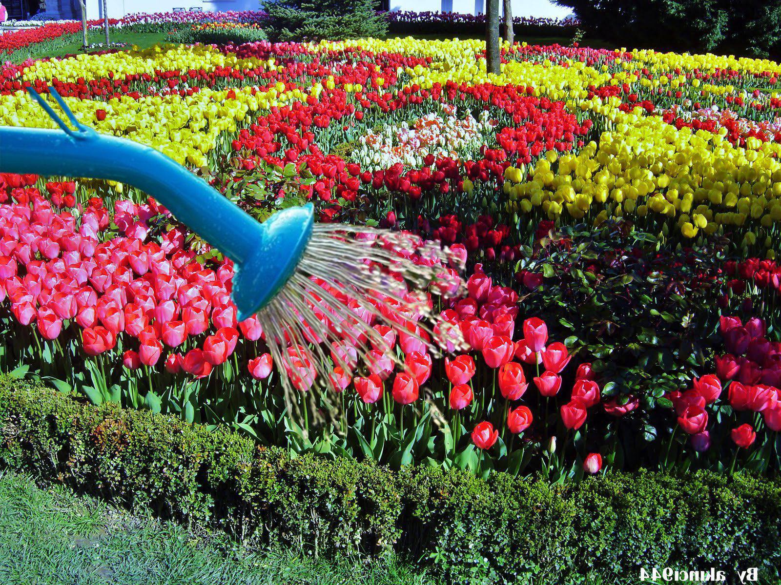 Tulip Watering How To Grow Tulips In Water? allwaysflower