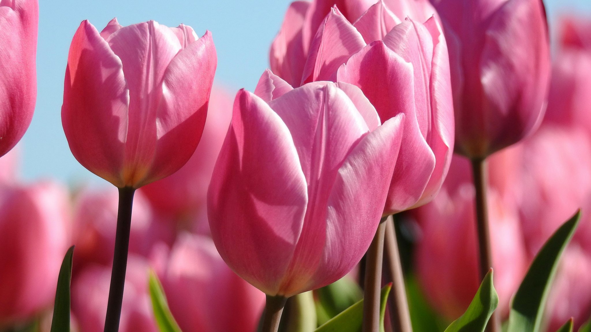 Pink Tulips Meaning, Symbolism & Spiritual Significance allwaysflower