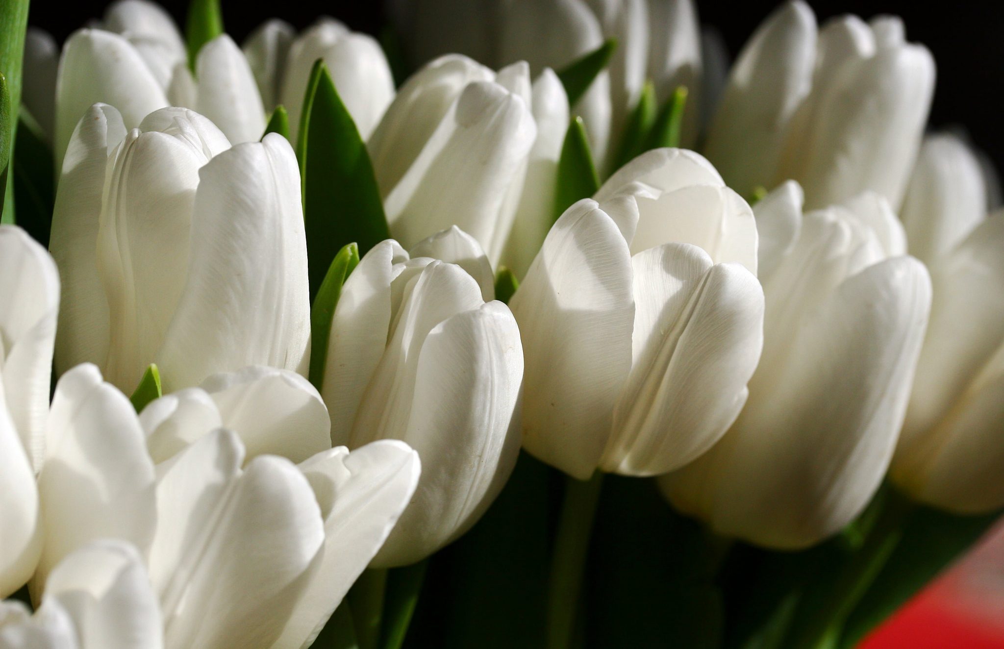 The Meaning of White Tulips Symbolism and Significance allwaysflower