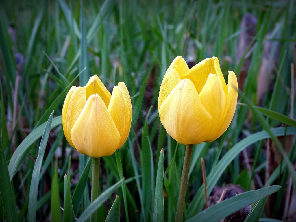 yellow tulips symbolism