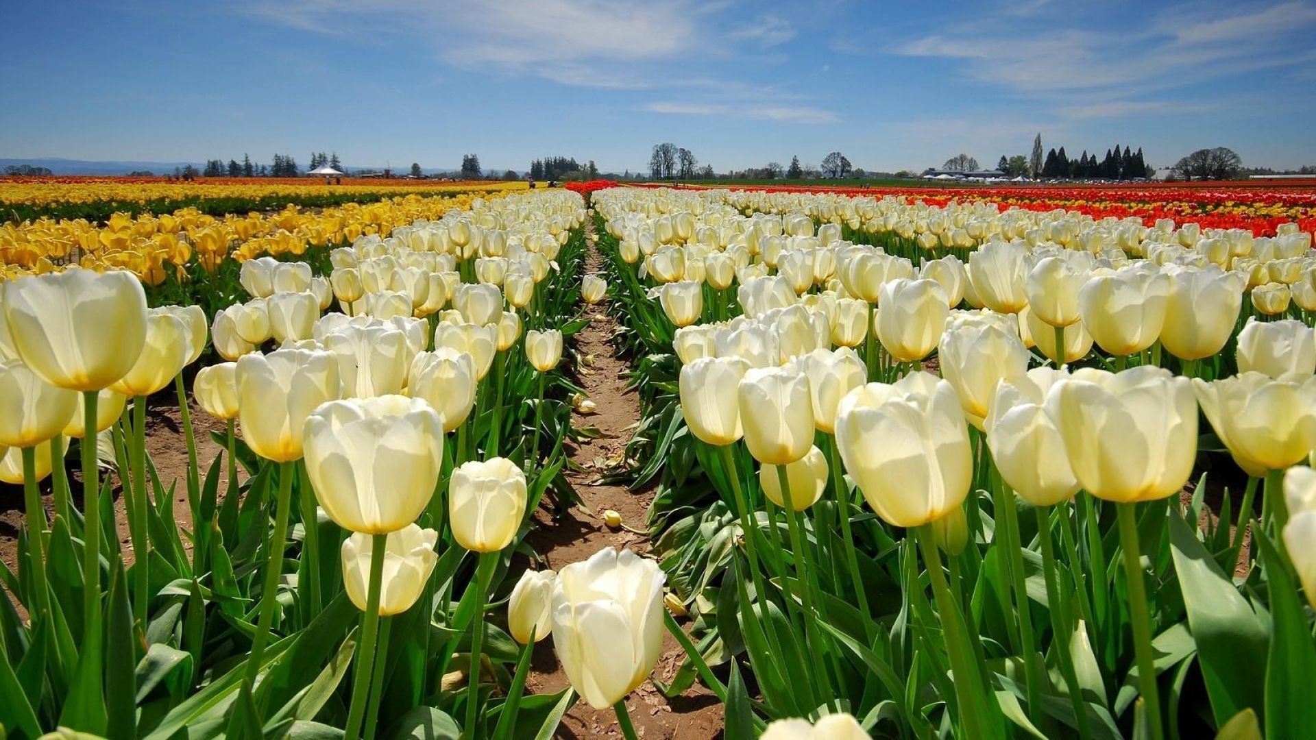 Tulip Fertilize Bulbs How to Feed Your Favorite Flowers? allwaysflower
