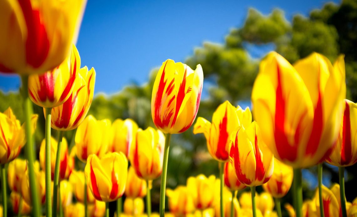 Yellow Tulips meaning