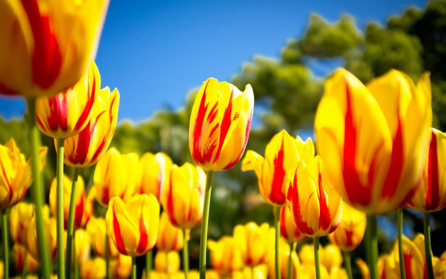 Yellow Tulip Meaning, Symbolism and Proper Occasions | allwaysflower