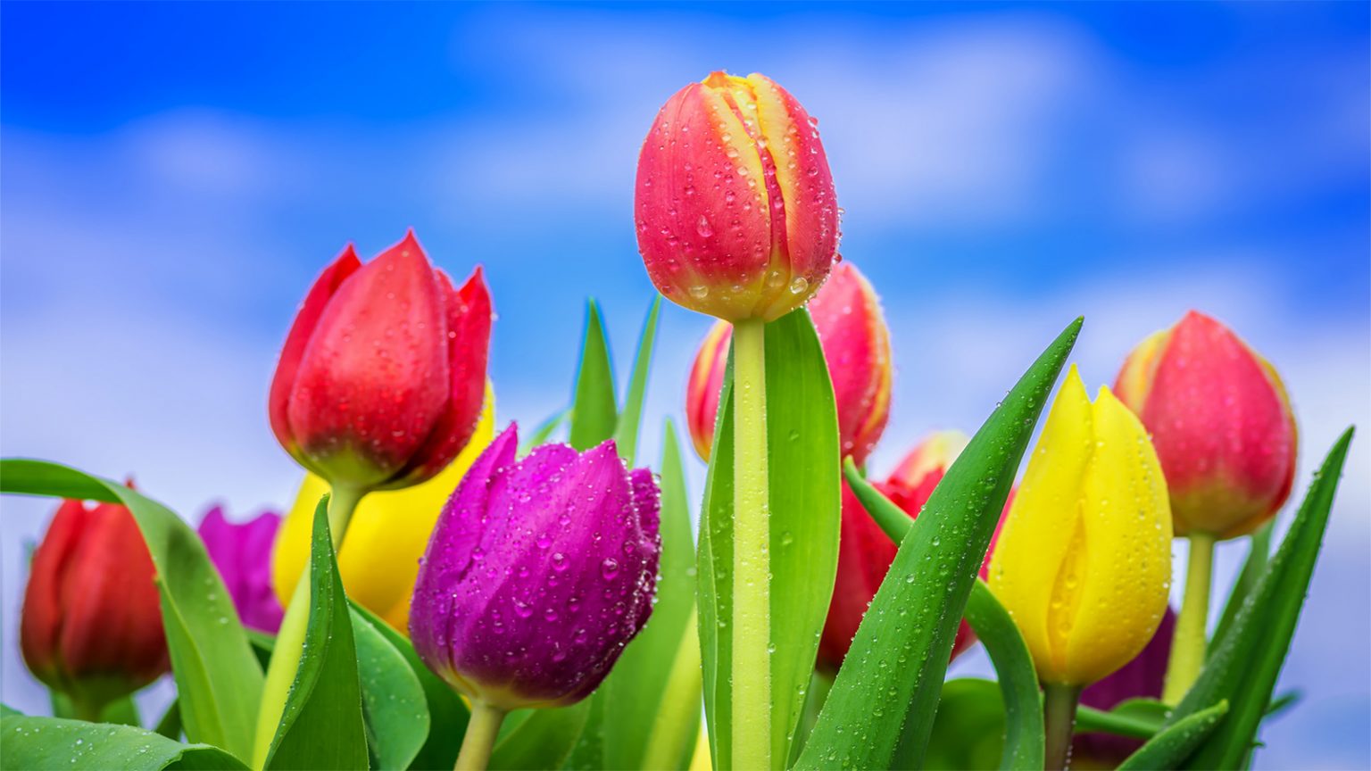 The symbolism and colour meaning of tulips | allwaysflower