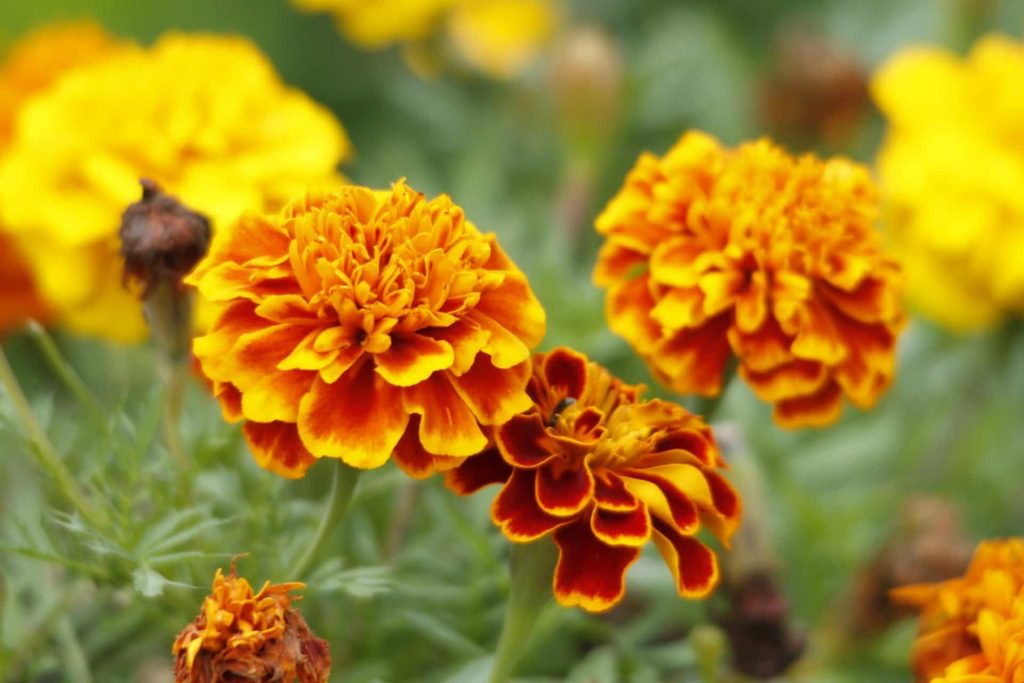 marigold flower mean new beginning