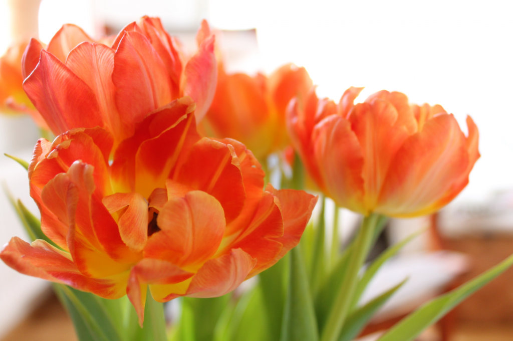 orange tulip flower meaning