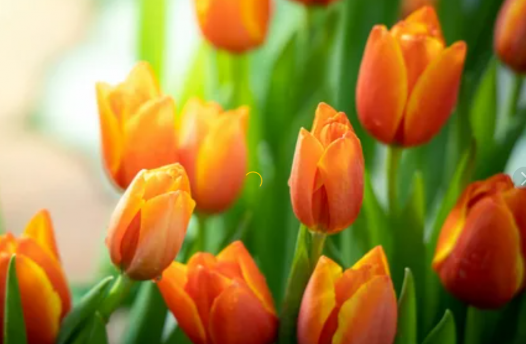 Orange Tulips Meaning