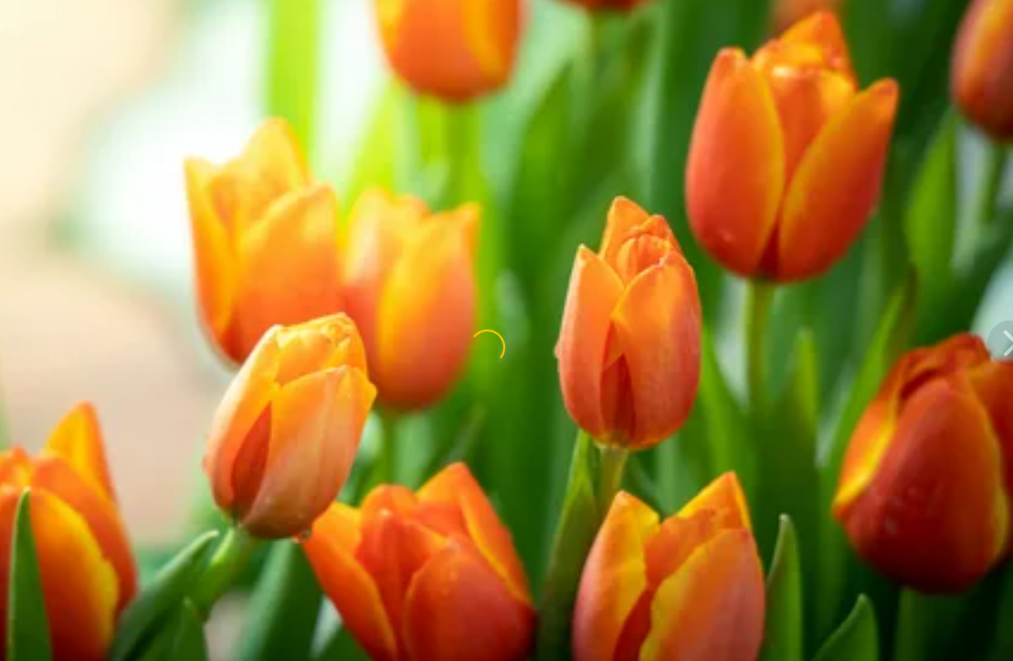 Orange Tulips Meaning, Symbolism & Proper Occasions allwaysflower