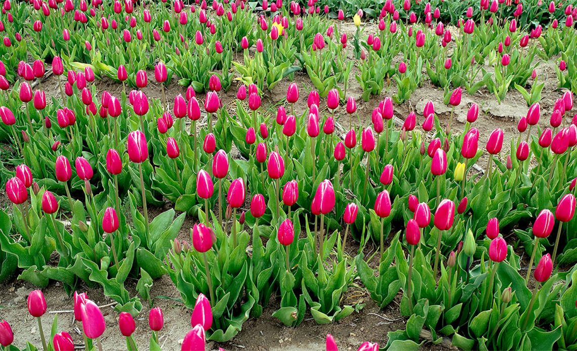 tulips meaning