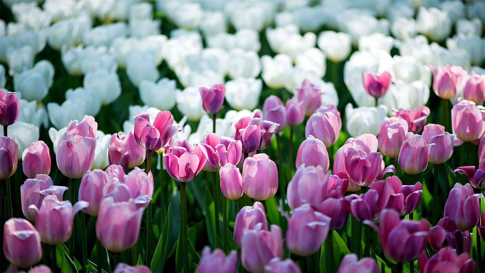 The symbolism and colour meaning of tulips | allwaysflower