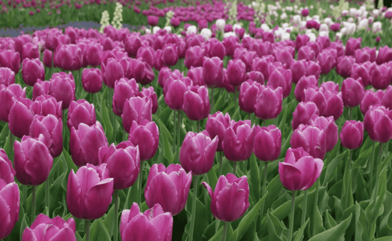 Which Flower Represents Hope