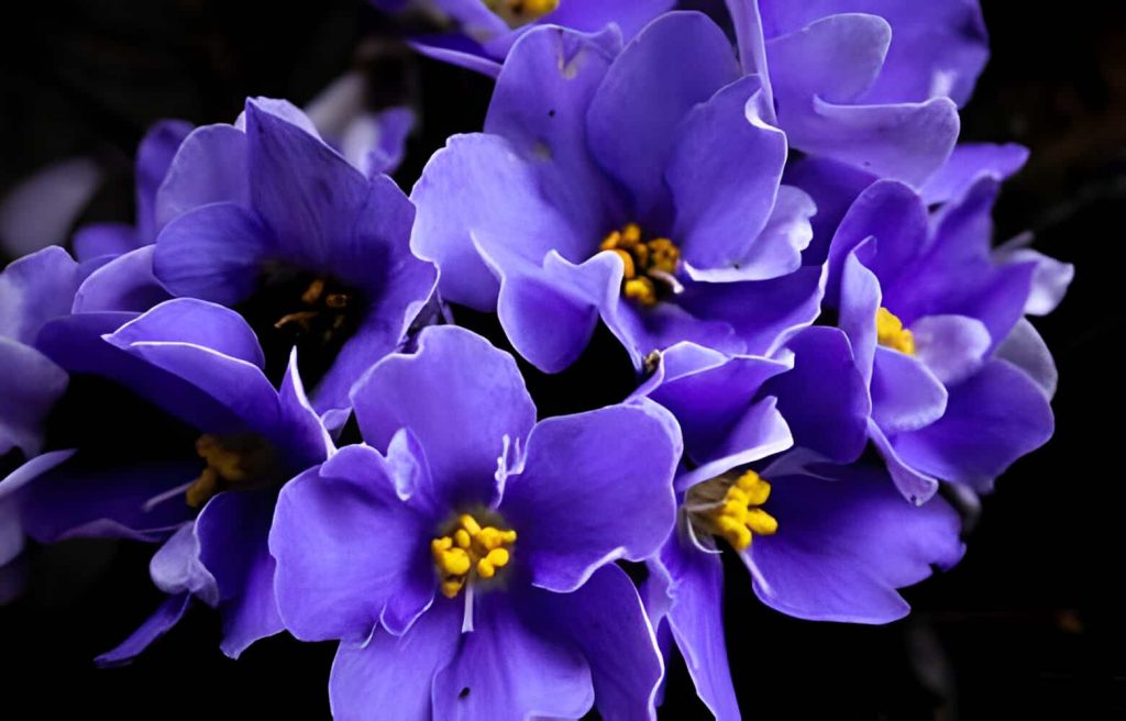 16 Gorgeous Flowers That Represent Loyalty